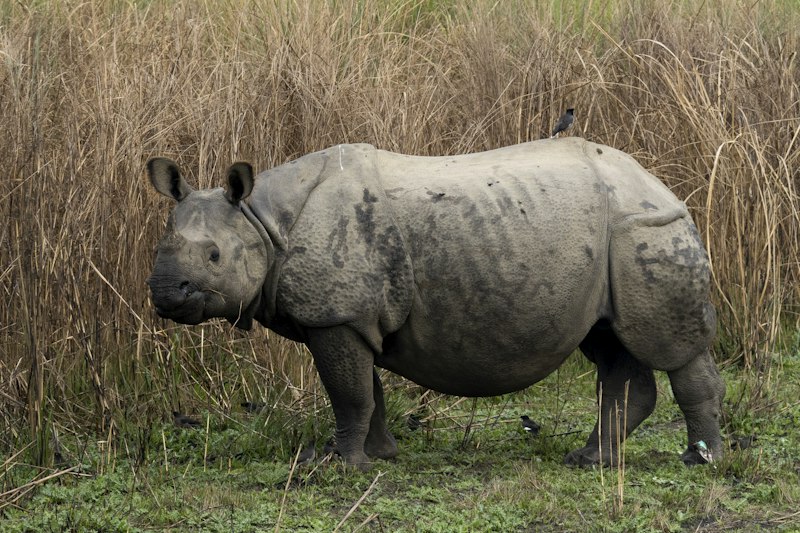 Chitwan Wildlife Safari